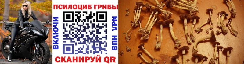 даркнет какой сайт  купить   Пятигорск  Псилоцибиновые грибы мицелий 